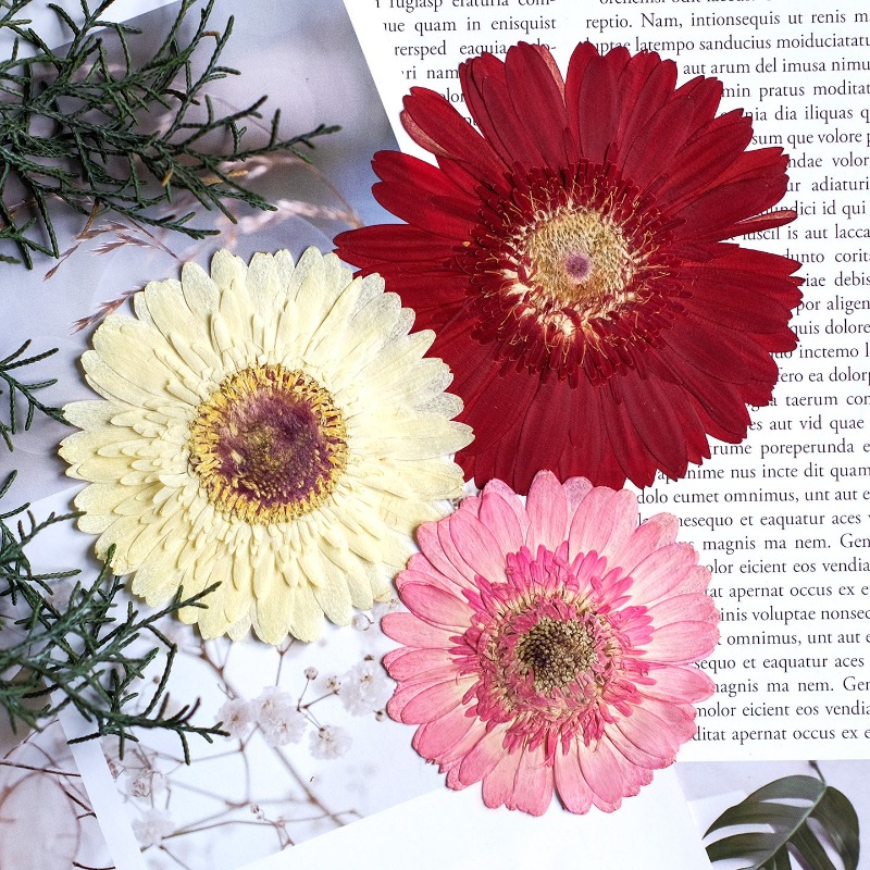 1 peça/7-9cm, gerbera prensada - Resin Art Phone Case avaliação e preço
